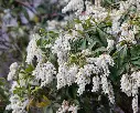 Pieris japonica Cupido-AdobeStock_1460776157.webp