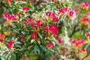 Pieris japonica Forest Flame-AdobeStock_153901766.webp