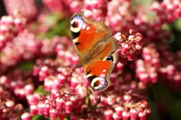 Pieris japonica Passion-2.webp