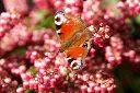 Pieris japonica Passion-2.webp