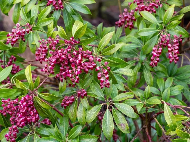 Pieris japonica Passion-AdobeStock_783368183.webp