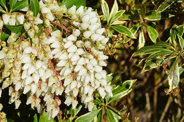 Pieris japonica Variegata-AdobeStock_363263513.webp