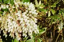 Pieris japonica Variegata-AdobeStock_363263513.webp