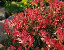 pieris-jeunes-feuilles-AdobeStock_245340938.webp