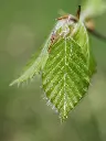 unsplash_O7pqAuU0jS0_fagus.jpg.webp