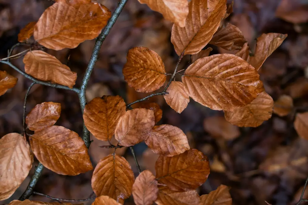 unsplash_nepcWDd0me0_fagus.webp