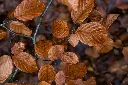 unsplash_nepcWDd0me0_fagus.webp