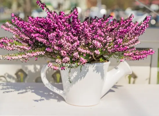 Erica darleyensis J.W. Parker-AdobeStock_264547769.webp