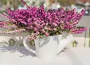 Erica darleyensis J.W. Parker-AdobeStock_264547769.webp