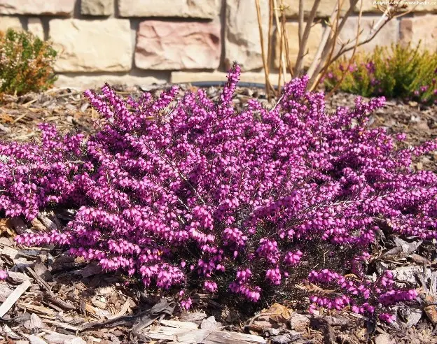 Erica darlyensis Kramers Rote-2.webp