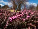 Erica darlyensis Kramers Rote-AdobeStock_596209229.webp