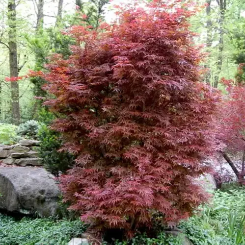 acer-skeeter-broom.webp