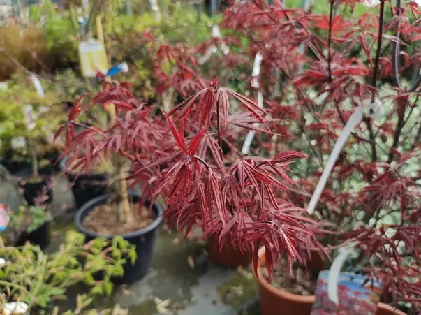 Acer palmatum Skeeter Broom -AdobeStock_825089846.webp