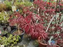 Acer palmatum Skeeter Broom -AdobeStock_825089846.webp