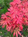 acer-jerre-schwartz-2.webp