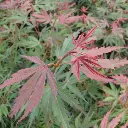 acer-jerre-schwartz-1.webp