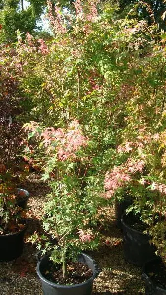 acer palmatum oridono nishiki-3.webp