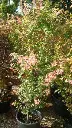 acer palmatum oridono nishiki-3.webp