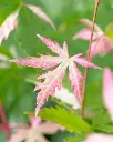 acer palmatum oridono nishiki-1.webp