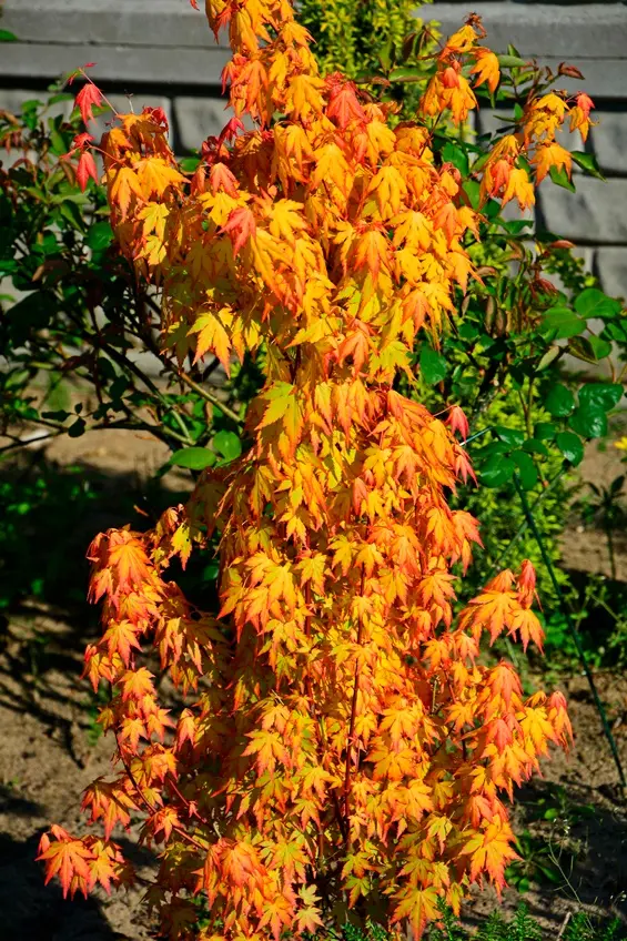 Acer palmatum Orange Dream-AdobeStock_1475429936.webp