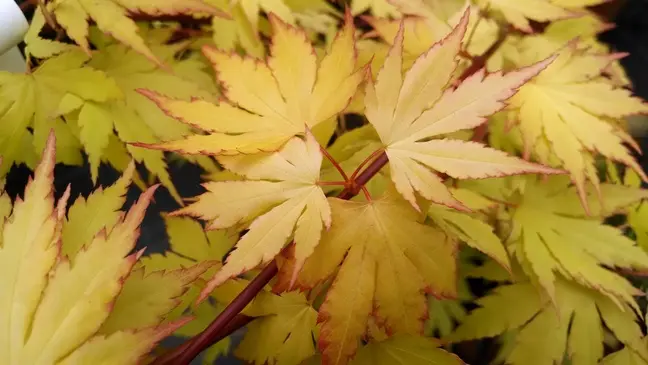 Acer palmatum Orange Dream-AdobeStock_336520357.webp