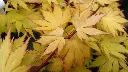 Acer palmatum Orange Dream-AdobeStock_336520357.webp