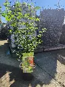 20250919_143040.webp
