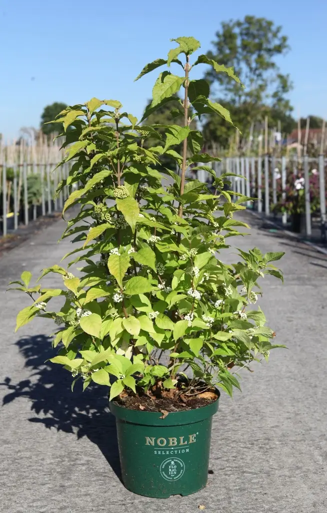 Callicarpa bodinieri Magical Snowqueen.webp