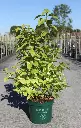 Callicarpa bodinieri Magical Snowqueen.webp