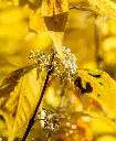 Callicarpa bodinieri Magical Snowqueen-AdobeStock_223738227.webp