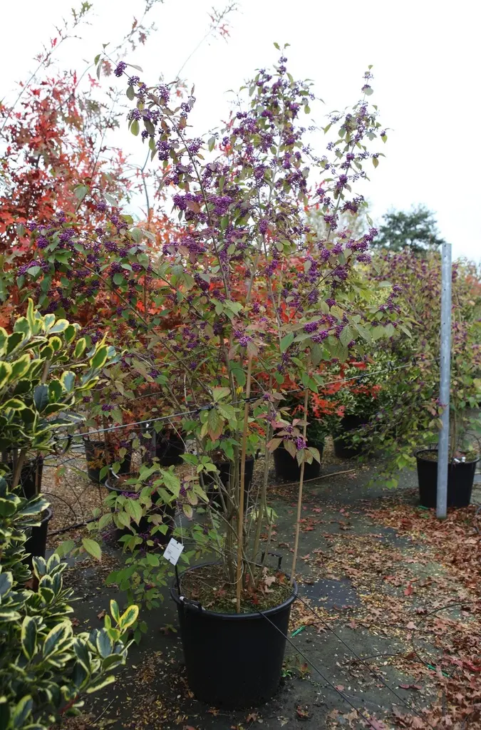 Callicarpa bodinieri Profusion.webp