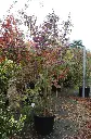 Callicarpa bodinieri Profusion.webp
