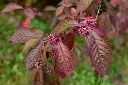 Callicarpa bodinieri Profusion-AdobeStock_1022224921.webp