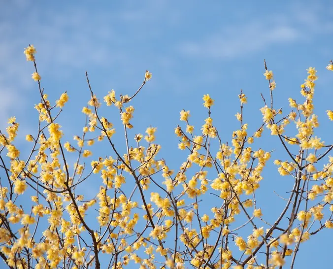 Chimonanthus praecox-AdobeStock_857712225.webp