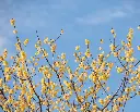 Chimonanthus praecox-AdobeStock_857712225.webp