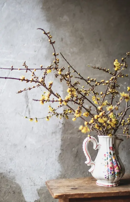 Chimonanthus praecox-AdobeStock_558153984.webp