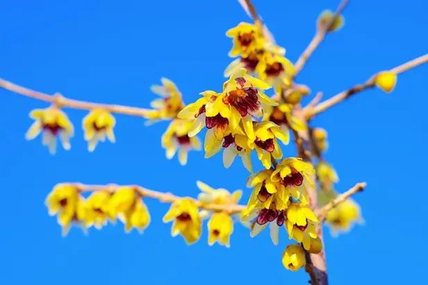 Chimonanthus praecox-AdobeStock_325730867.webp