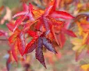 liquidambar-feuilles-AdobeStock_544125911.webp