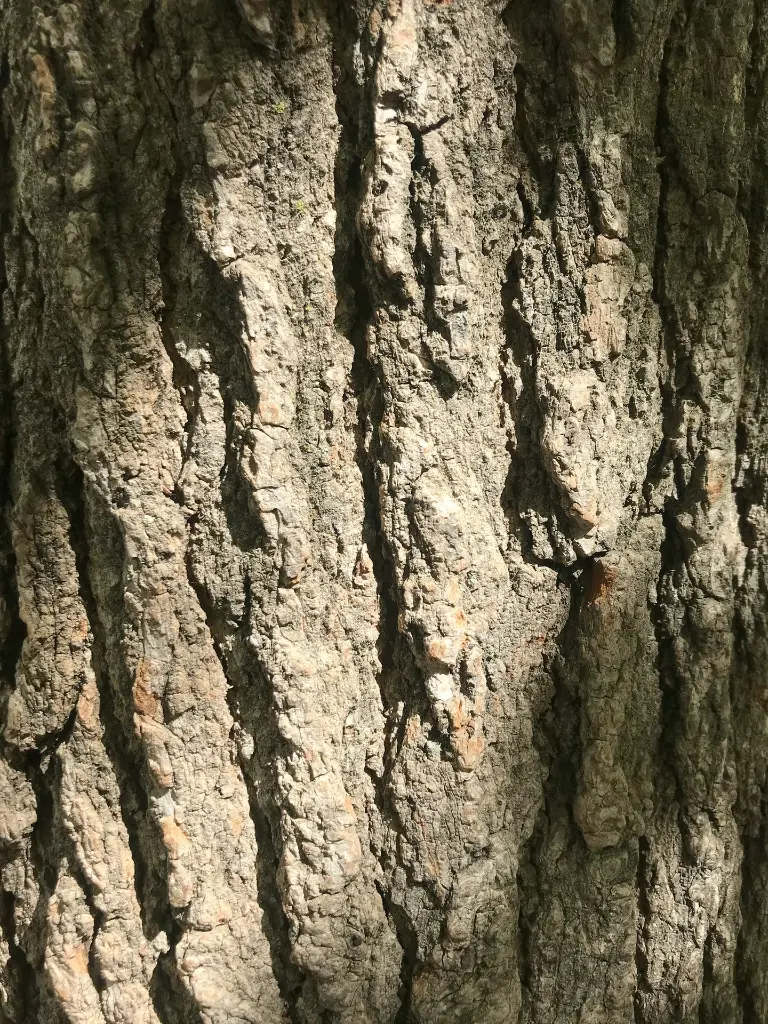 unsplash_v4hdLZmi2fQ_Liquidambar.webp