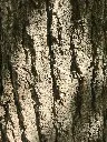 unsplash_v4hdLZmi2fQ_Liquidambar.webp