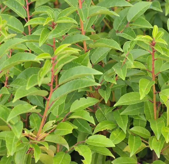 prunus-lusitanica-AdobeStock_245732511.webp