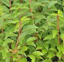 prunus-lusitanica-AdobeStock_245732511.webp
