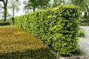 Fagus sylvatica-AdobeStock_443584872.webp
