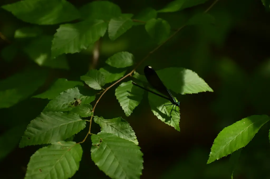 unsplash_7xVEhXxONrY_fagus.webp
