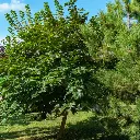 Morus nigra Fruitless-AdobeStock_1158857559.webp