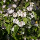cognassier-AdobeStock_144092713.webp