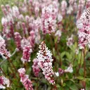 persicaria-affinis-superba-02__33593.webp
