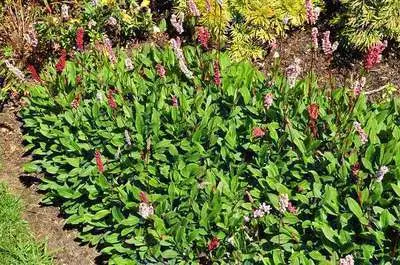 PERSICARIA_AFFINIS_'SUPERBA'_1.webp