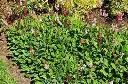 PERSICARIA_AFFINIS_'SUPERBA'_1.webp