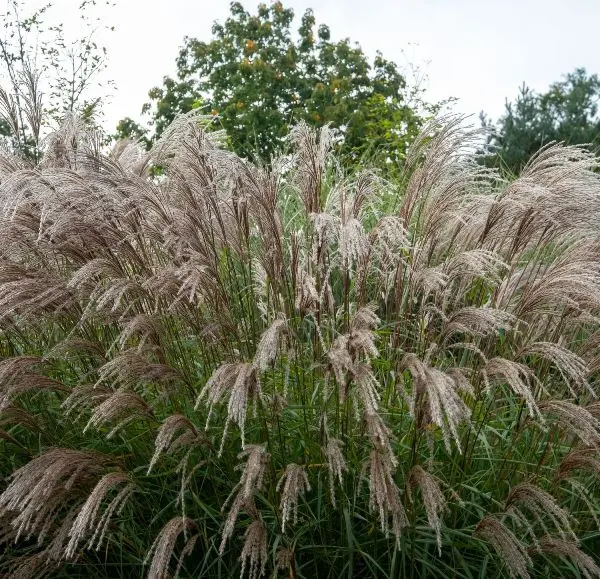 miscanthus-flamingo-aut.webp